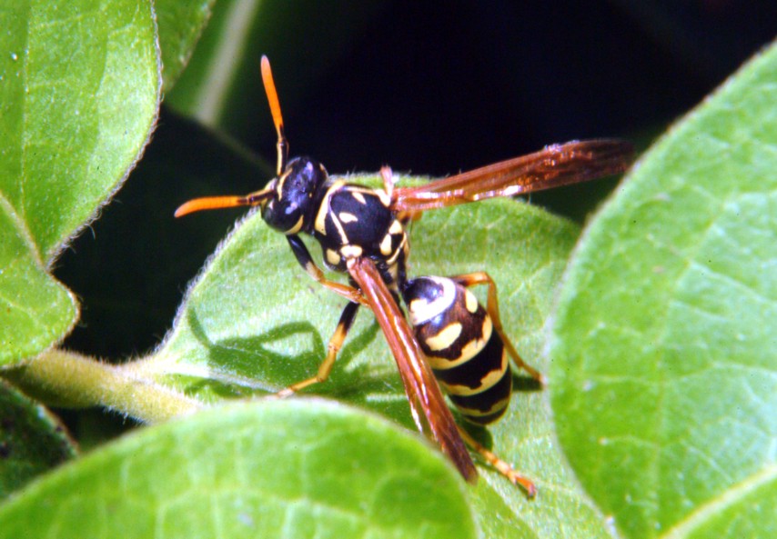 Le meraviglie  Polistes allistituto di bellezza